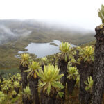 frailejon-1