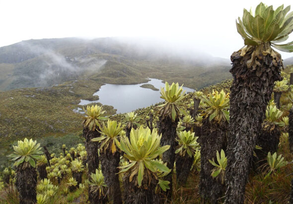 frailejon-1