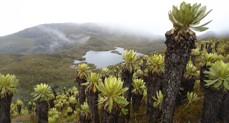 frailejon-1
