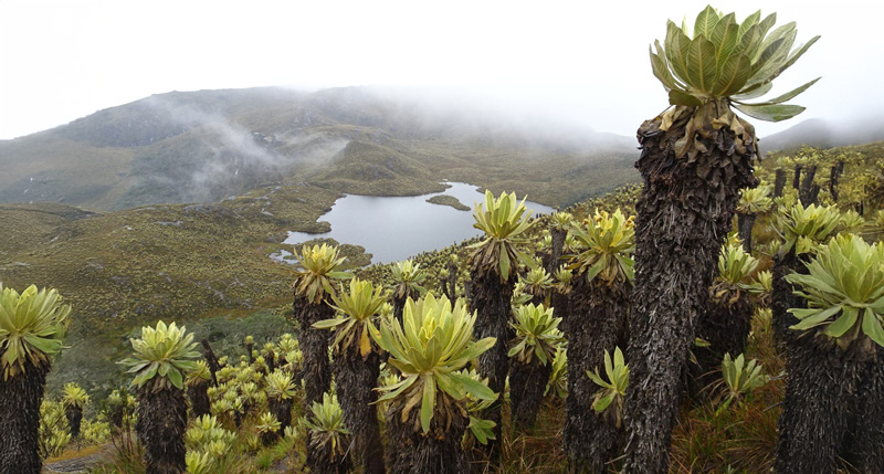 frailejon-1